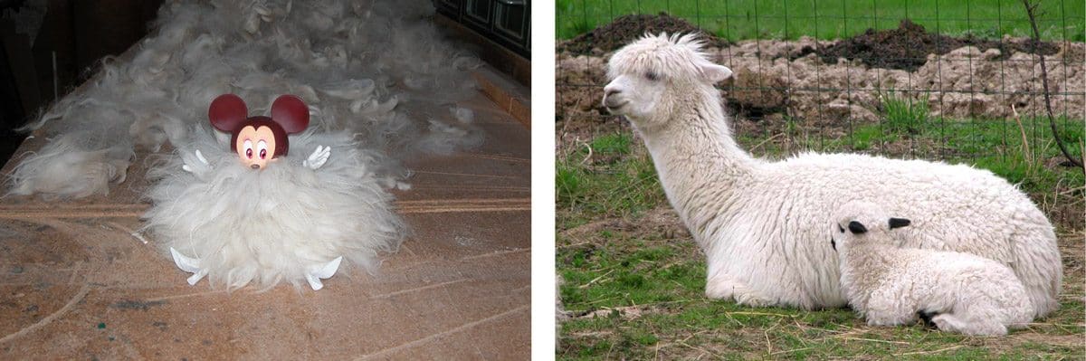 Minnie d'ans l'atelier pour les 80 ans de Micker Mouse, Minnie est habillé par 80 créateur, stylisme par IchetKar