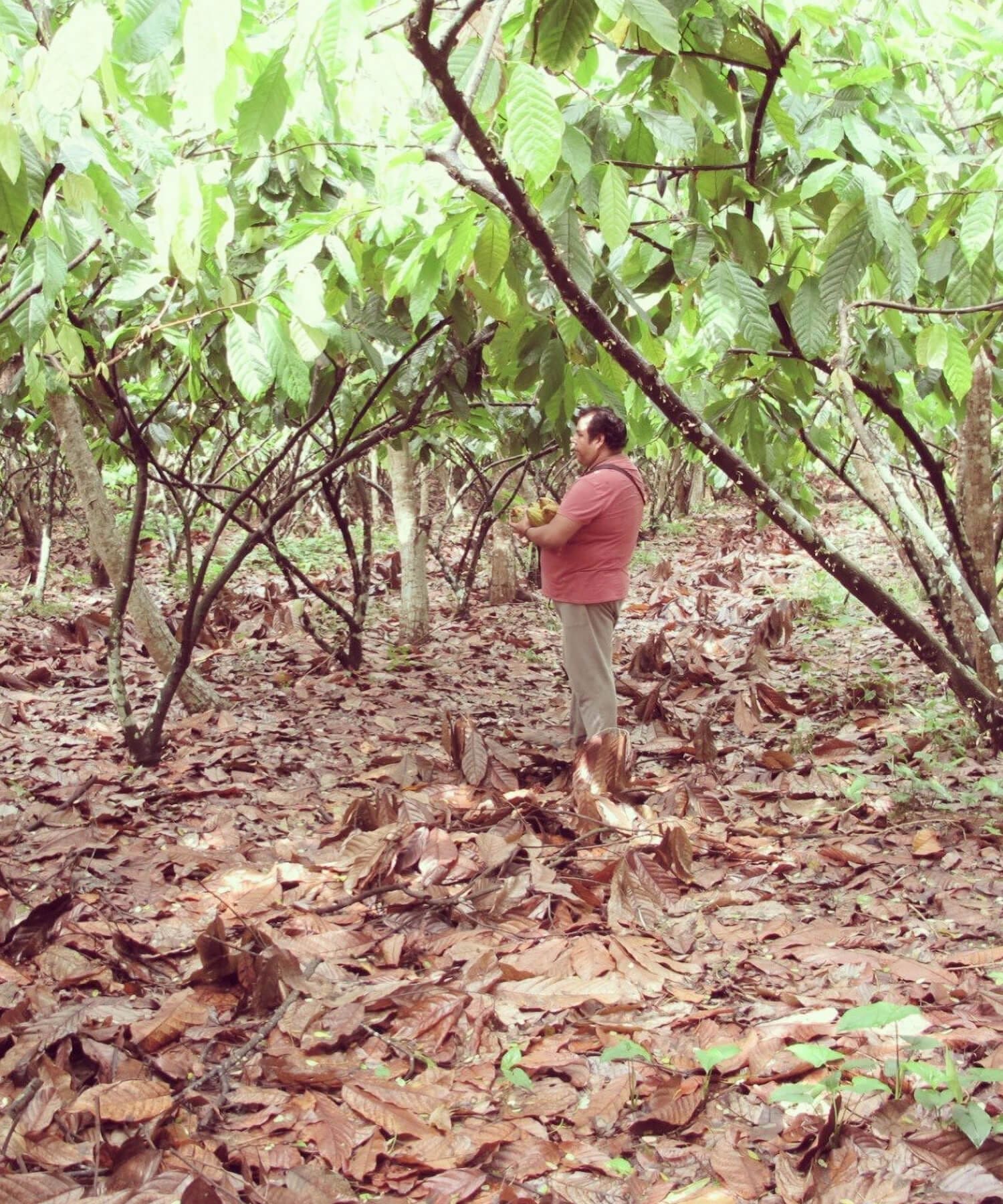 Hector Galvan pour la marque Casa Tropical