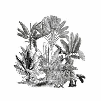 Ichetkar apporte sa touche créative à la collaboration avec Ossart+Maurieres en illustrant le projet de jardins à Hong Kong à travers des gravures botaniques captivantes.