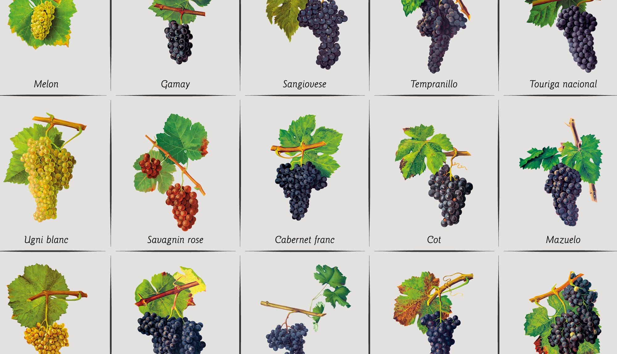 Pour le mur des cépages de la cité du vin de Bordeaux, IchetKar design un papier peint avec les dessin de Pierre viala