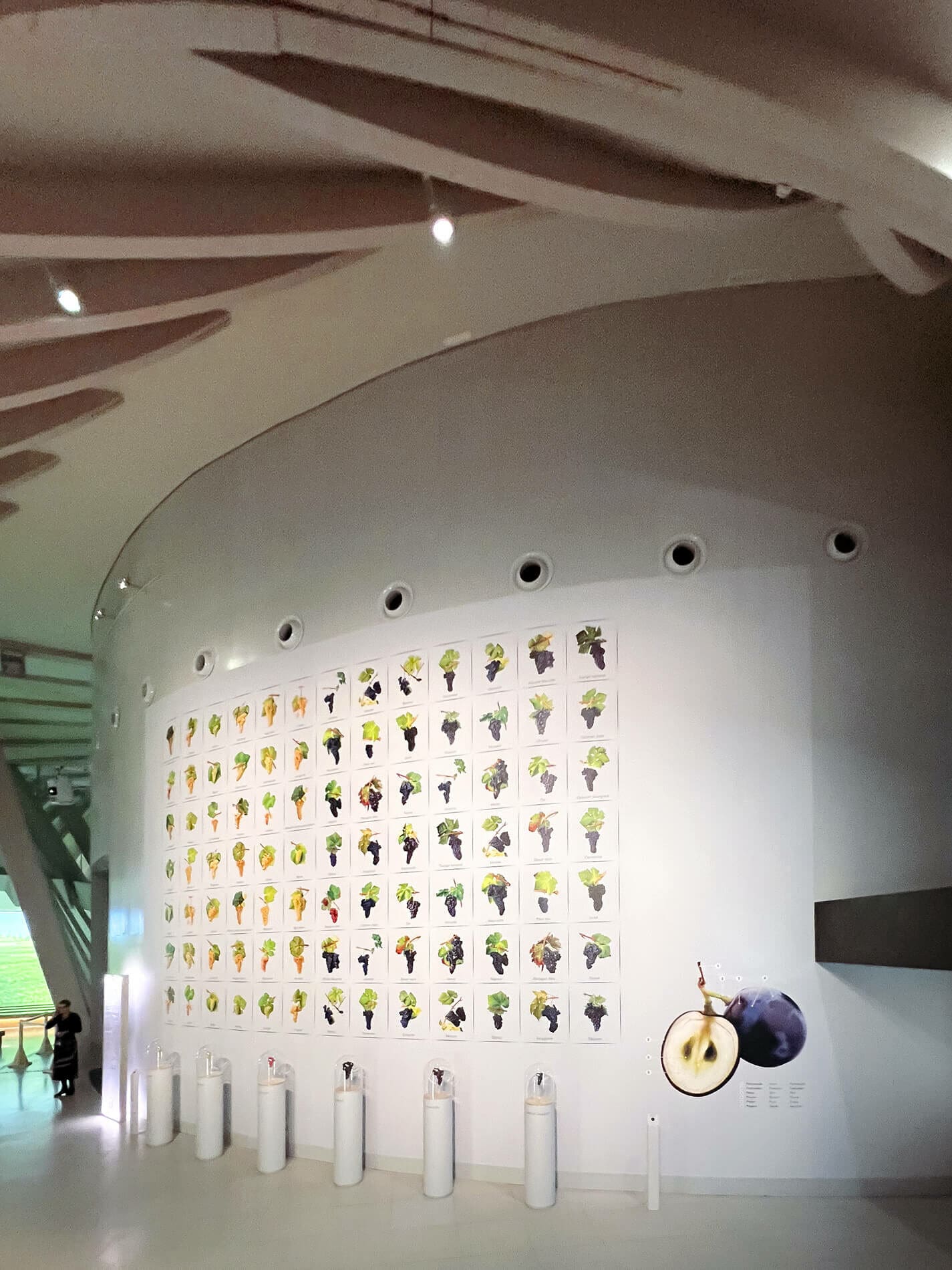 Le mur des cépages dans le parcours de la cité du vin de Bordeaux, image de Pierre Viala, design du papier peint IchetKar