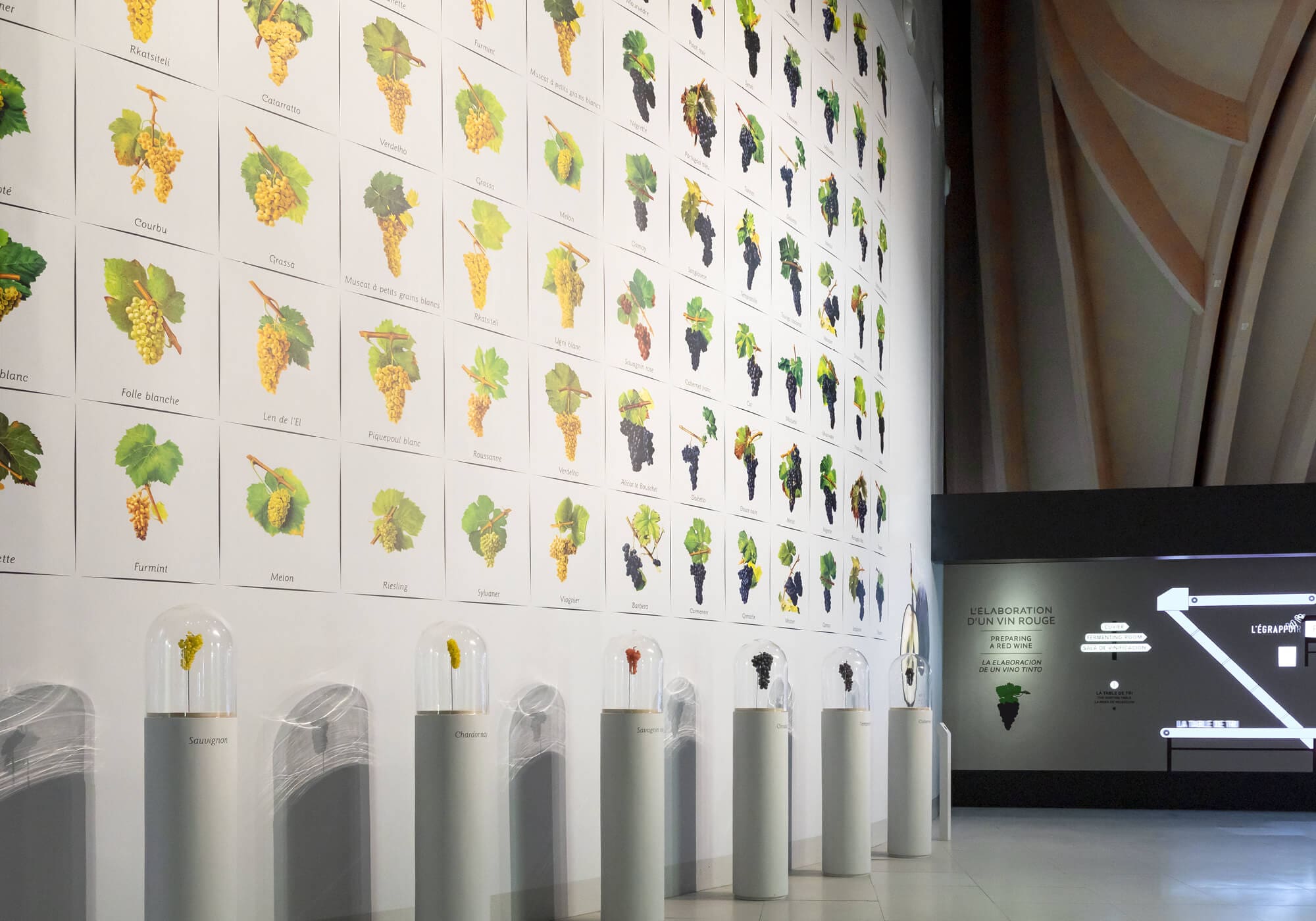 Ichetkar design un papier peint pour la cité du vin de bordeaux pour présenter les cépages dessiné par Pierre Viala