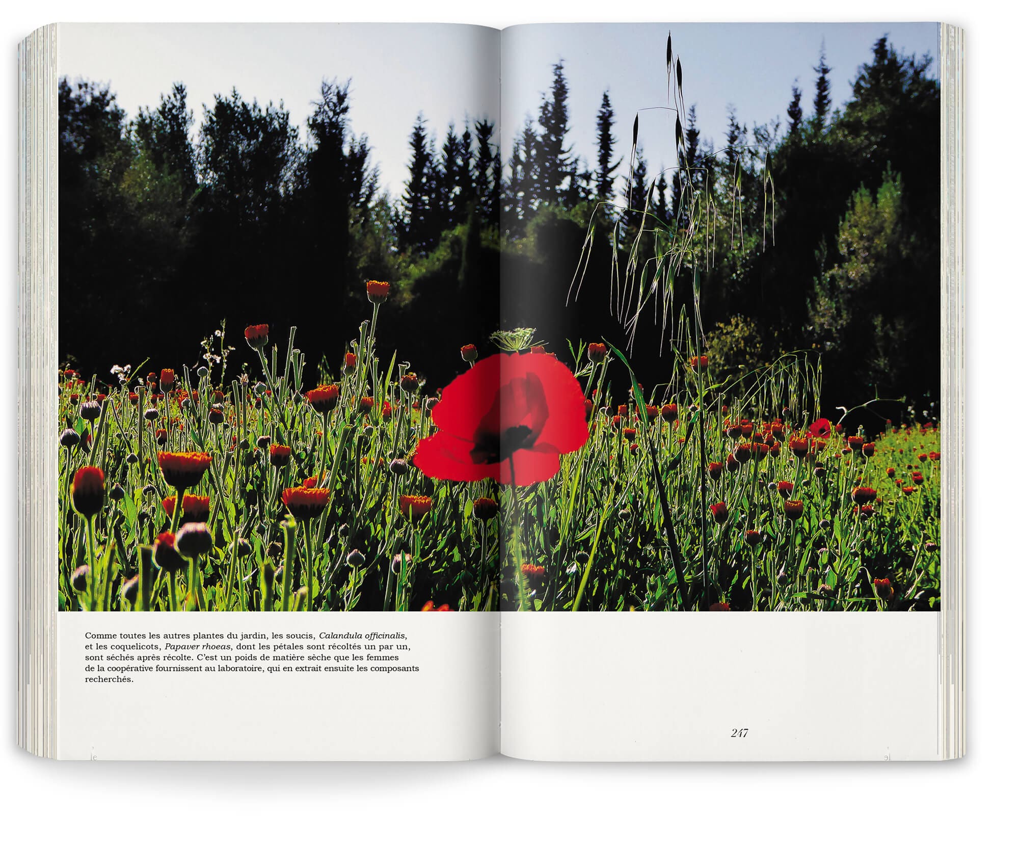 Marie Taillefer photographie les jardins collectifs de l'Ourika d'Yves Saint Laurent Beauté réalisé par Eric Ossart et Arnaud Maurières, design IchetKar