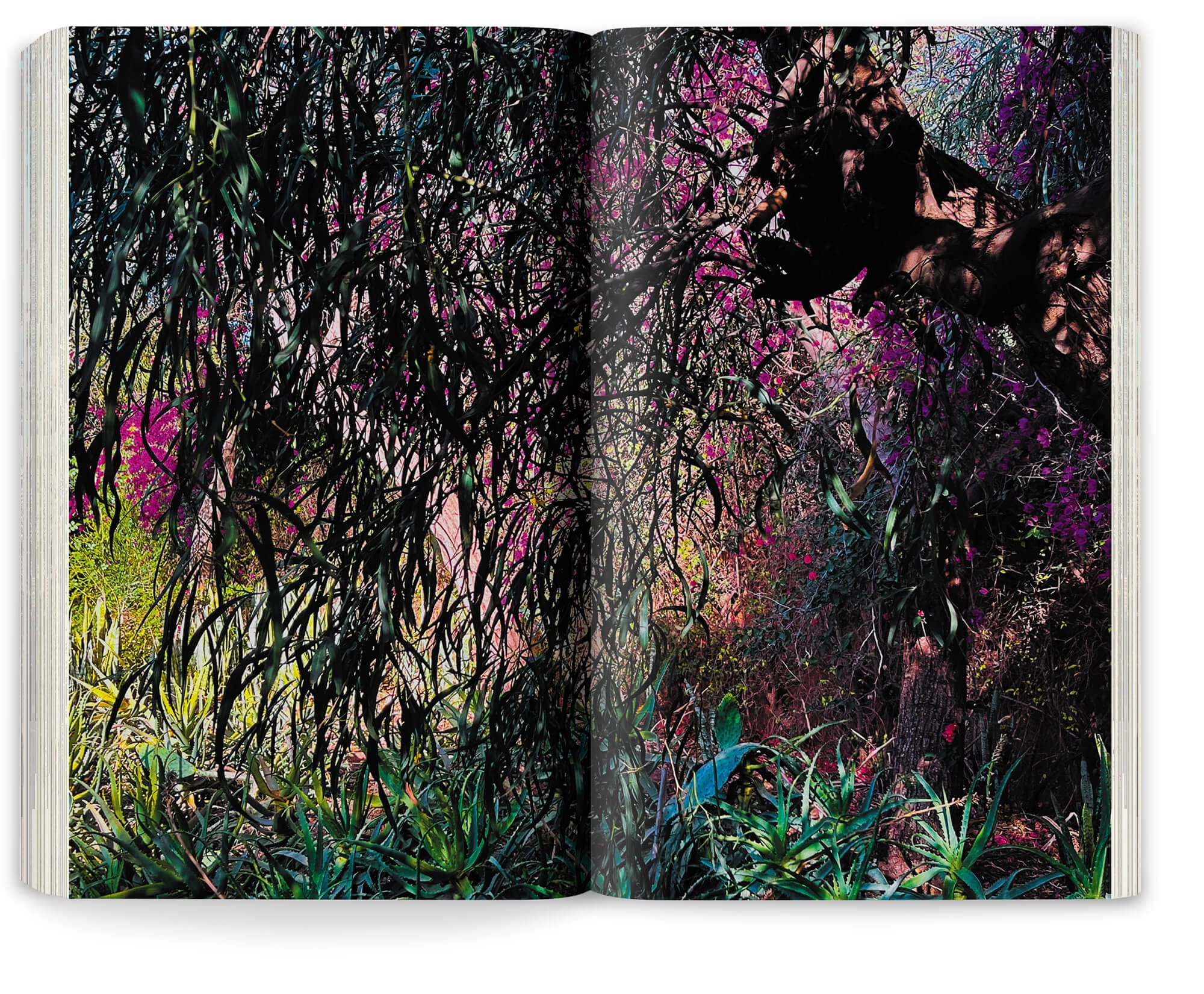 Photographie du jardin d'Oum Hani au Maroc par Marie Taillefer, réalisé par les paysagistes Ossart et Maurières, graphisme IchetKar