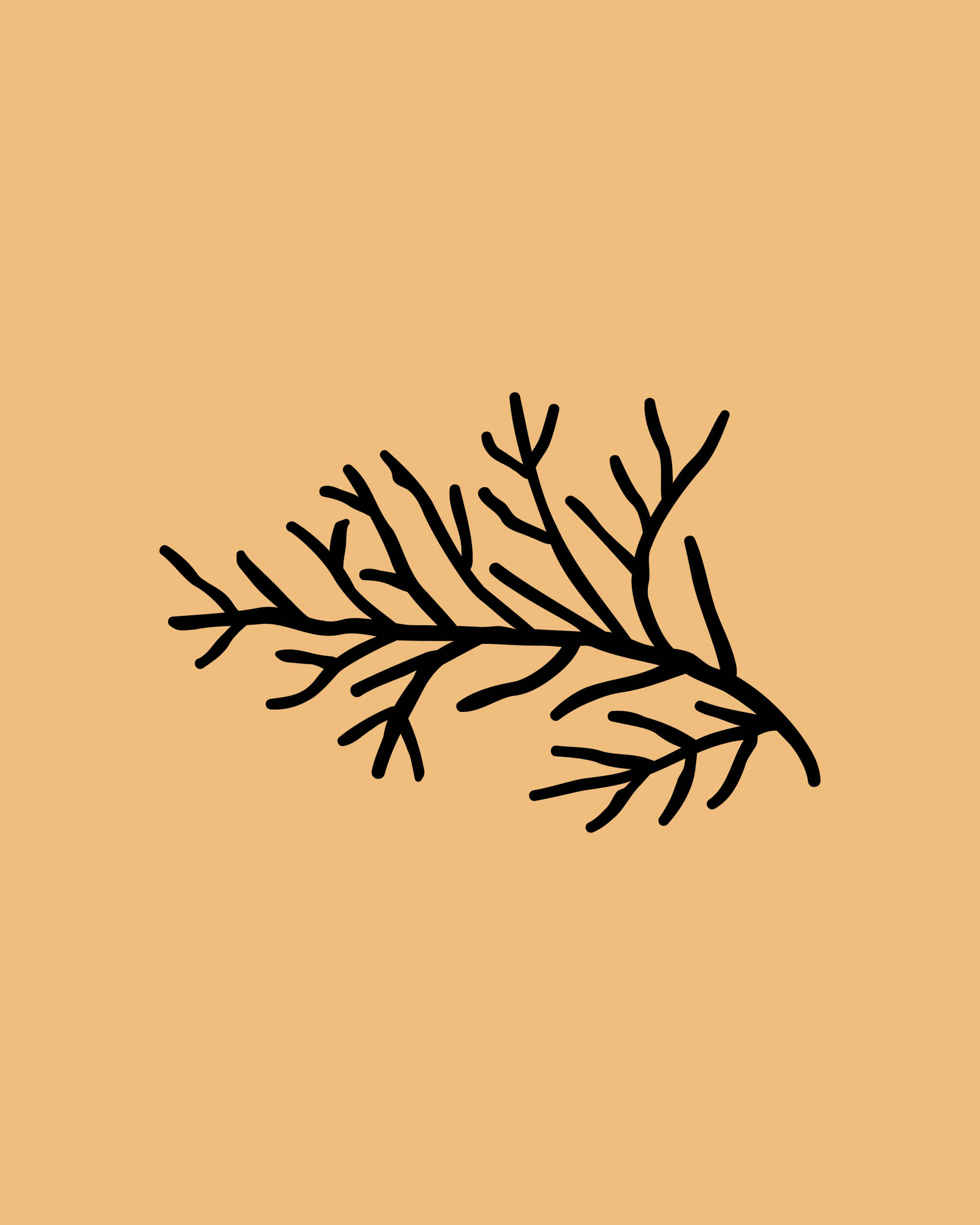 rebranding-l-occitane-ornement-ingredients-4-5-36