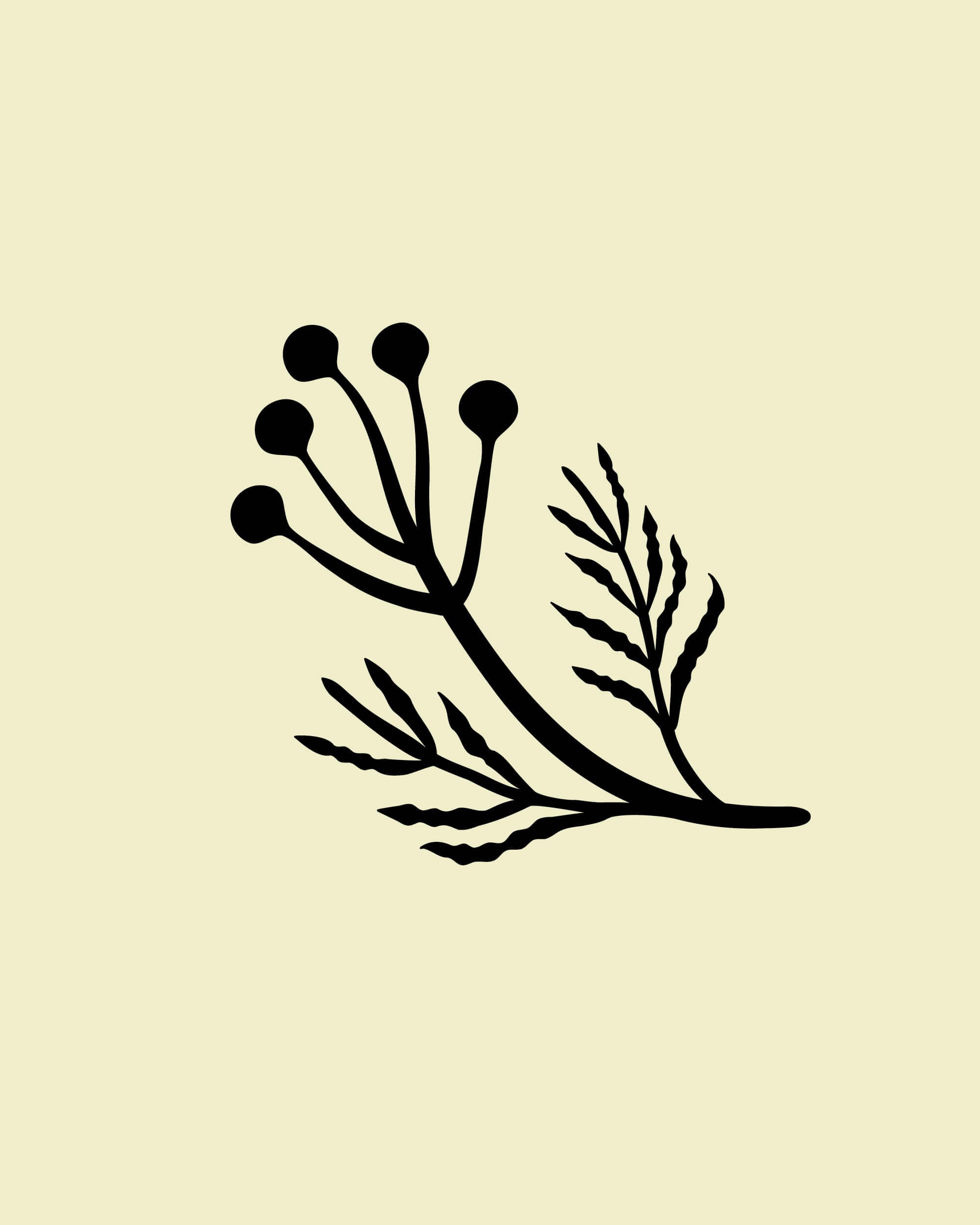 rebranding-l-occitane-ornement-ingredients-4-5-26